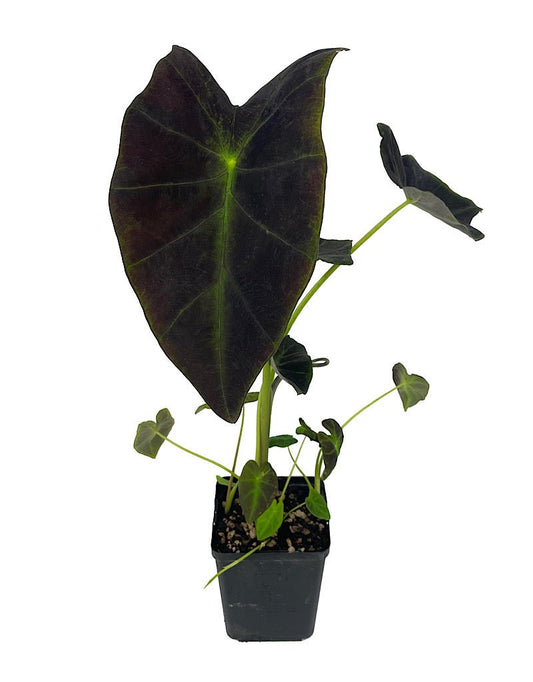 Colocasia esculenta 'Illustris' - The Garden Corner