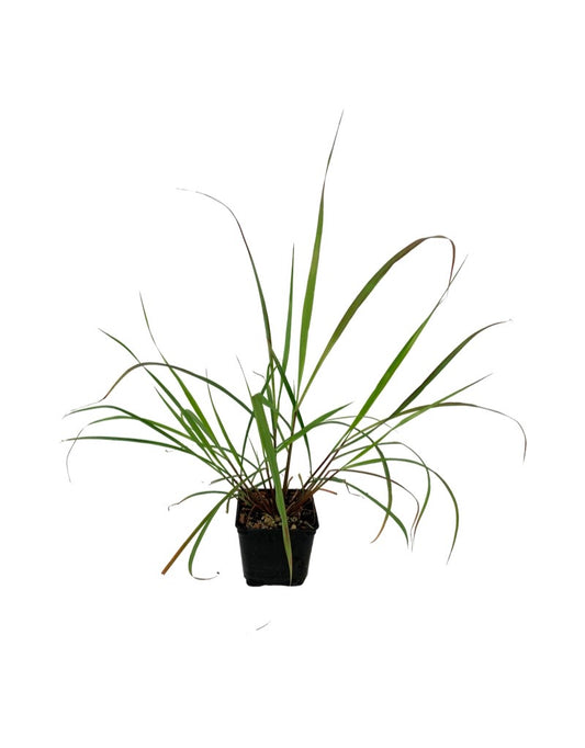 Cymbopogon citratus 'Lemongrass'