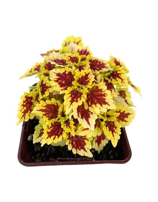 Coleus 'FC Shocker'