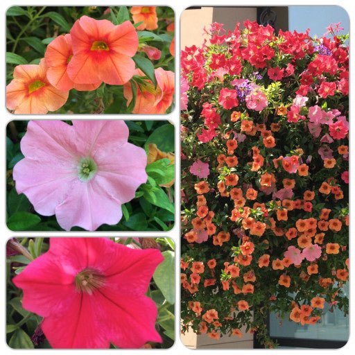 Our Passion Basket - Pre-Order - Annuals