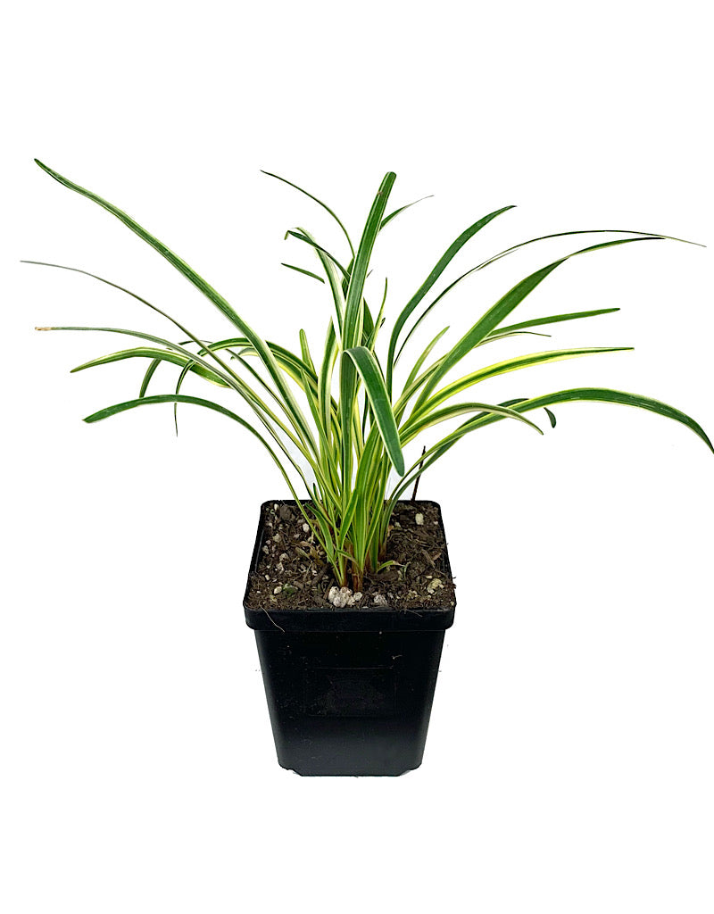 Liriope muscari 'Silvery Sunproof'