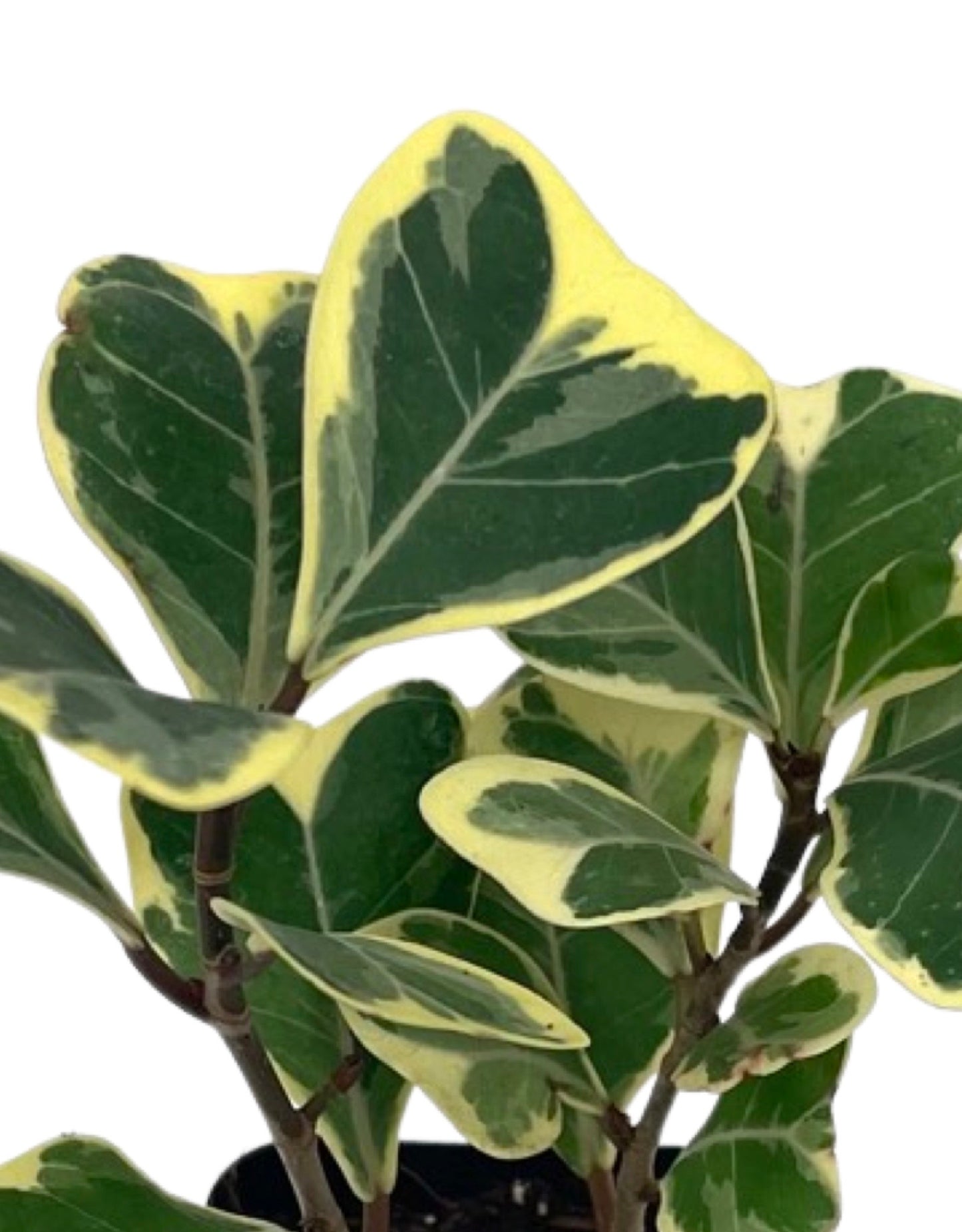 Ficus triangularis 'Variegata' 2 Inch