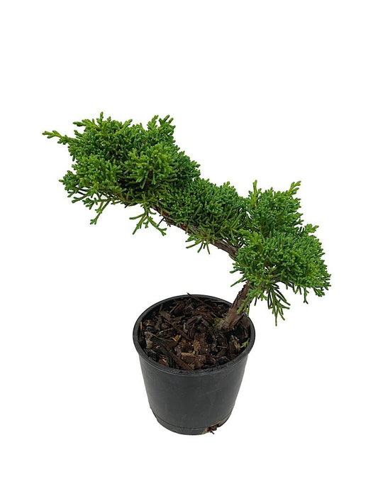 Juniperus c. 'Shimpaku' Bonsai 4 inch - The Garden Corner