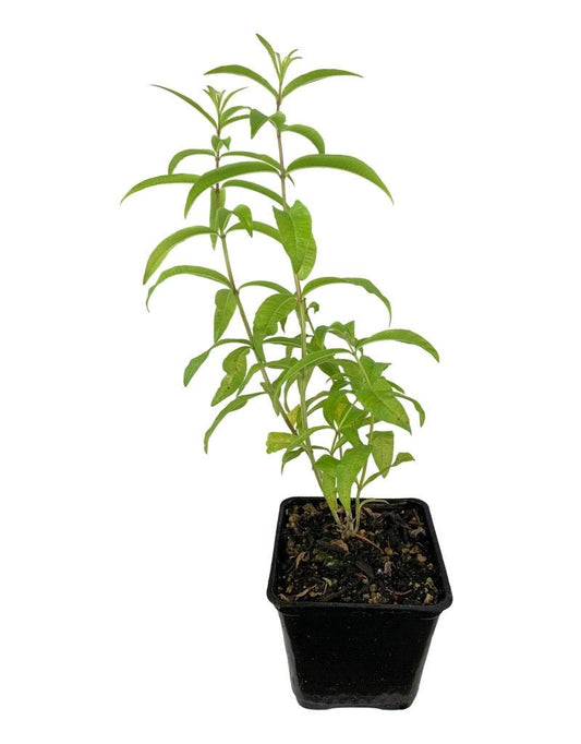Aloysia citrodora 'Lemon Verbena' 4 Inch - The Garden Corner
