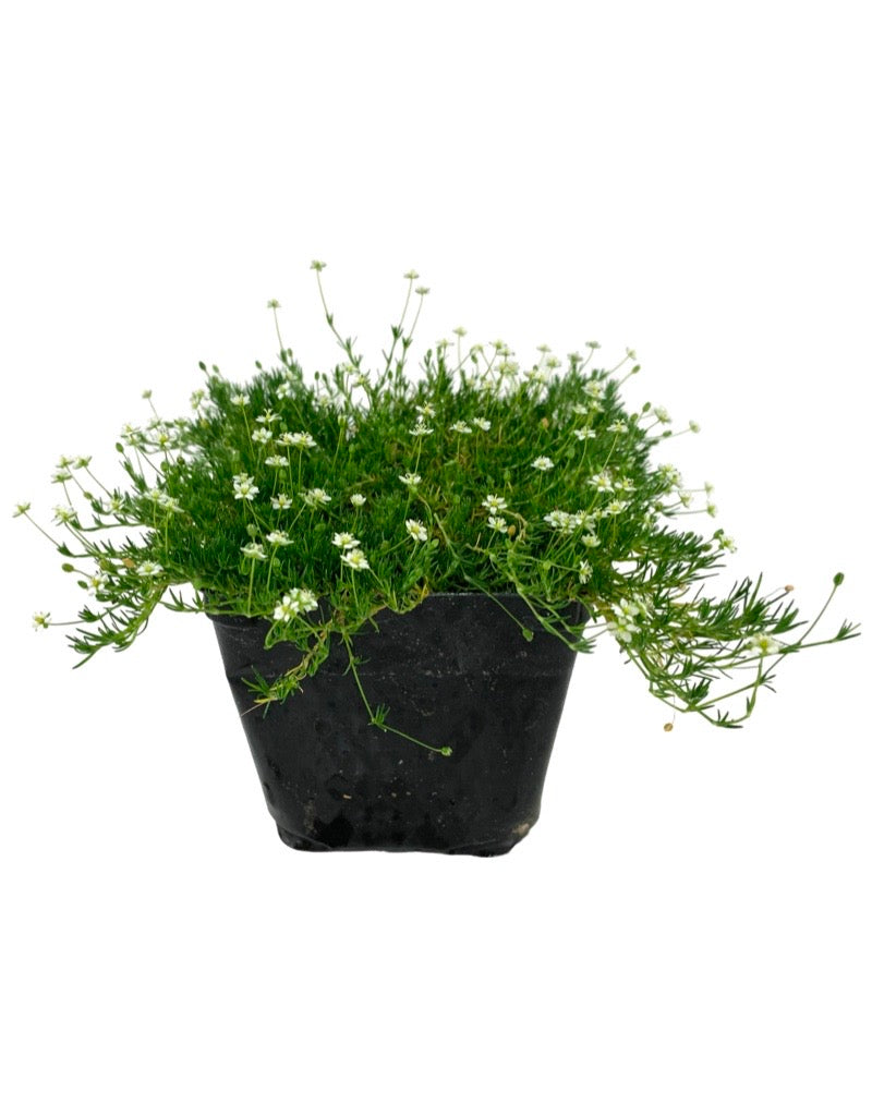 Sagina subulata