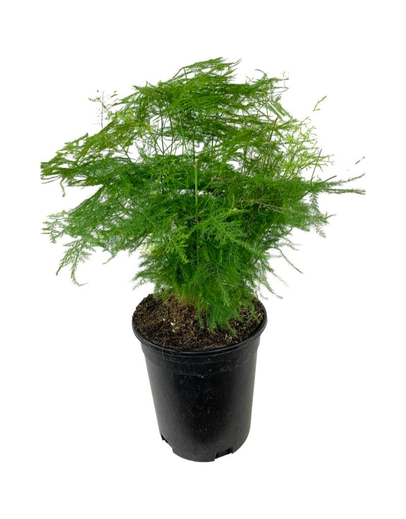 Asparagus plumosus