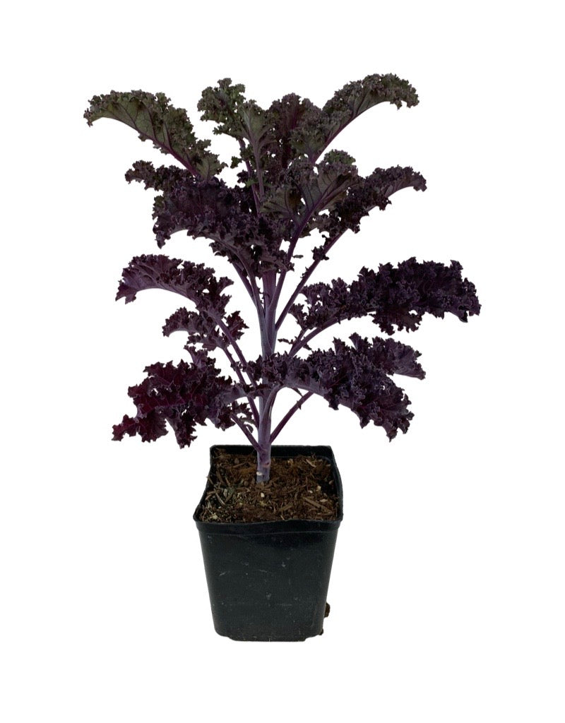 Kale 'Redbor' 1 Gallon