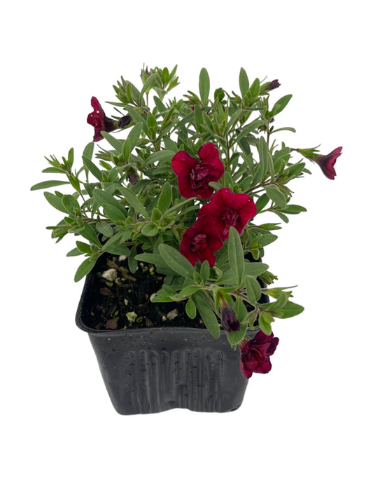 Calibrachoa 'Minifamous Double Red'