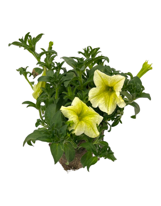 Petunia 'Surfinia Yellow'