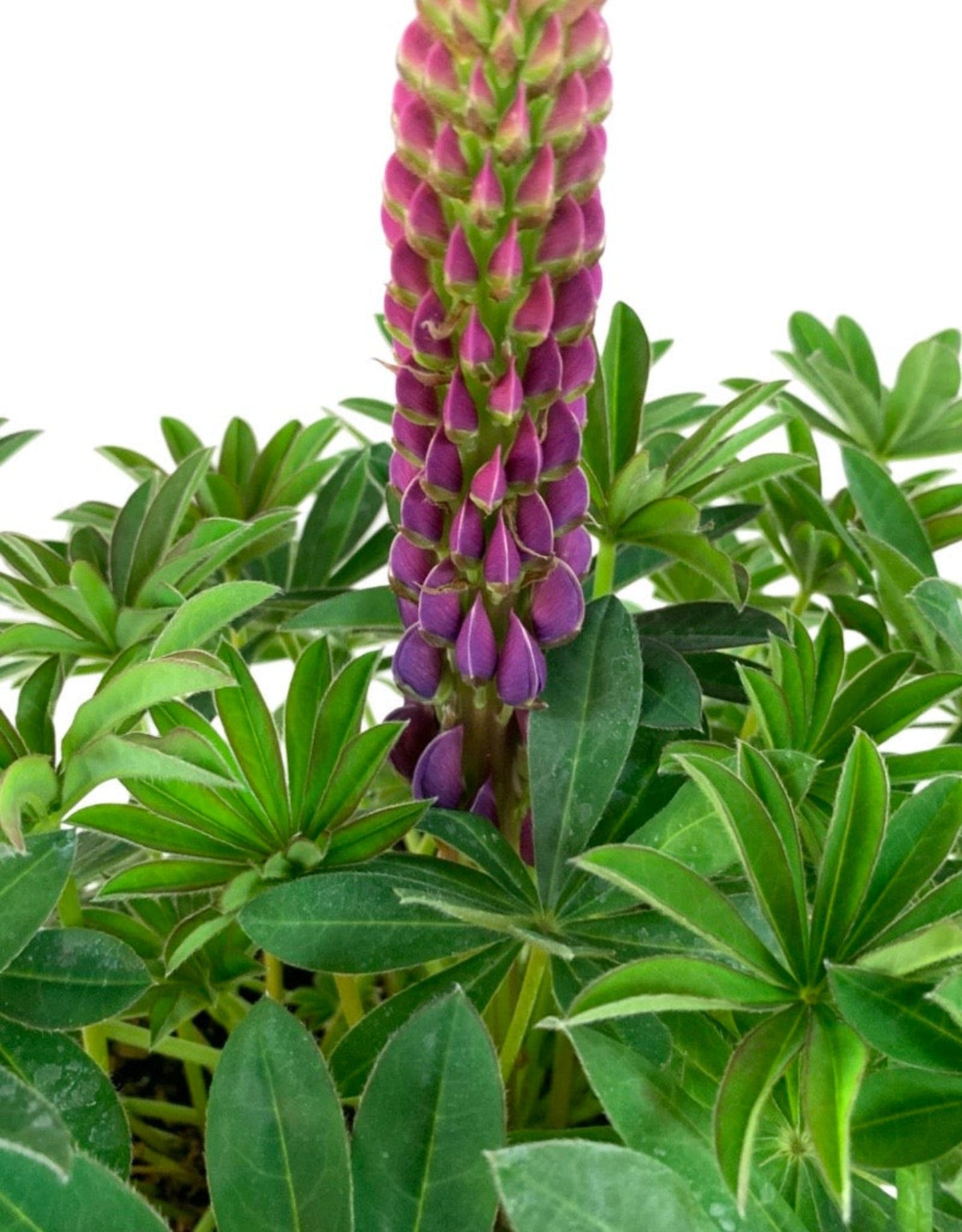 Lupinus 'Westcountry Masterpiece'