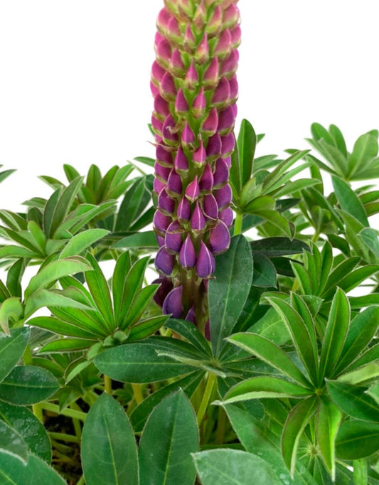 Lupinus 'Westcountry Masterpiece'