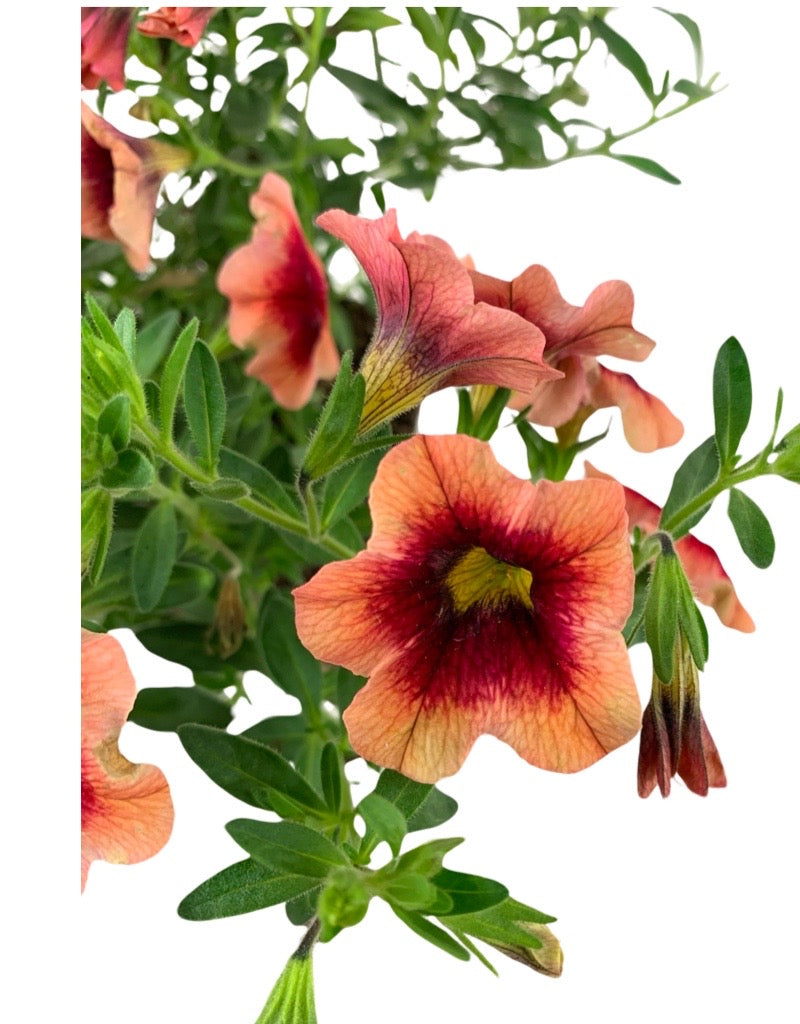 Calibrachoa 'Hula Orange'