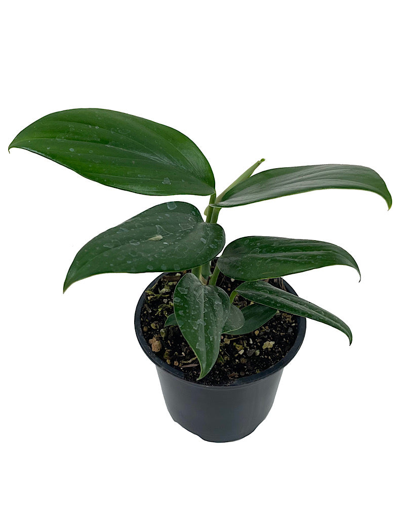 Rhaphidophora decursiva