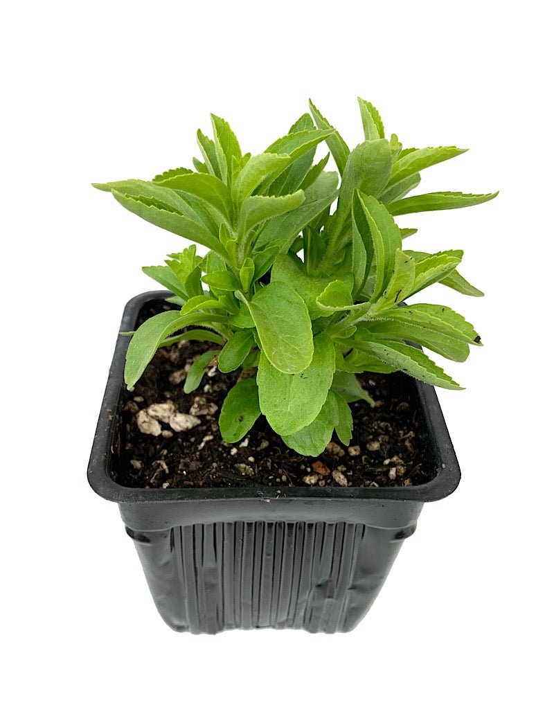 Stevia rebaudiana - Herbs and Vegetables
