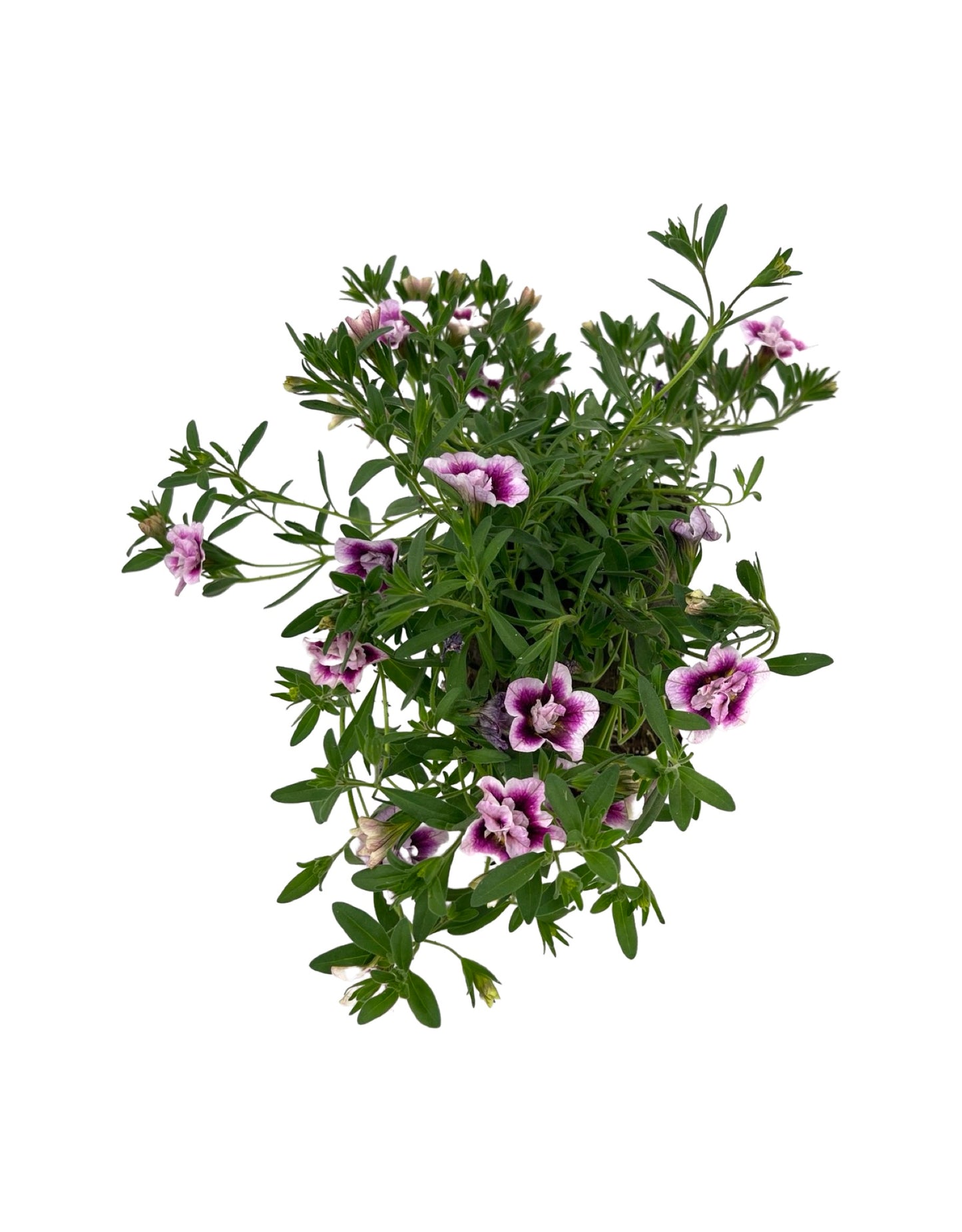 Calibrachoa 'MiniFamous Double Pinktastic'