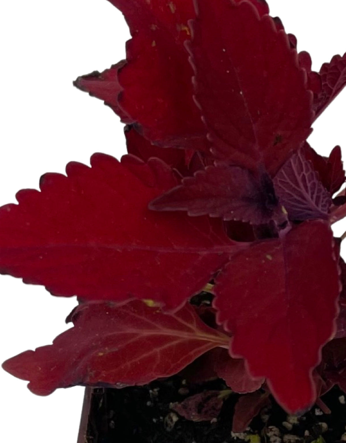 Ruby Ruffles Coleus Coleus 'Ruby Slipper' – The Garden Corner