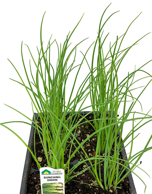 Onion 'Bunching'  Jumbo Traypack