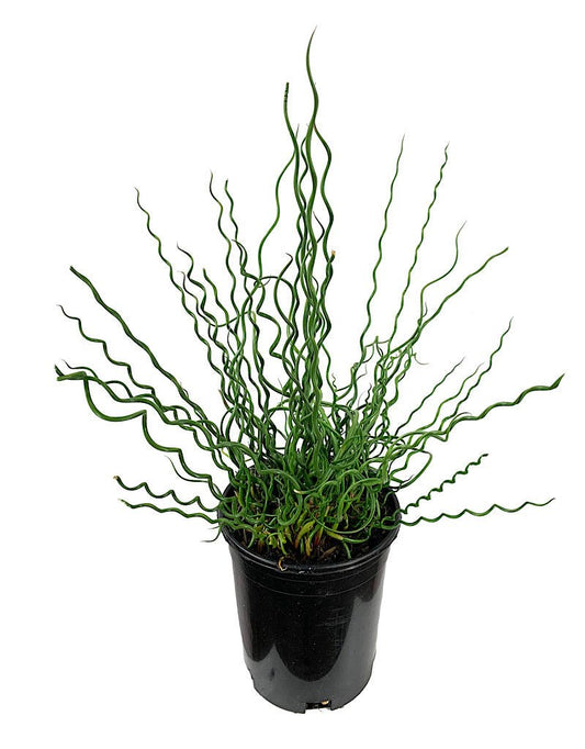 Juncus Effusus 'Big Twister' 1 Gallon - The Garden Corner