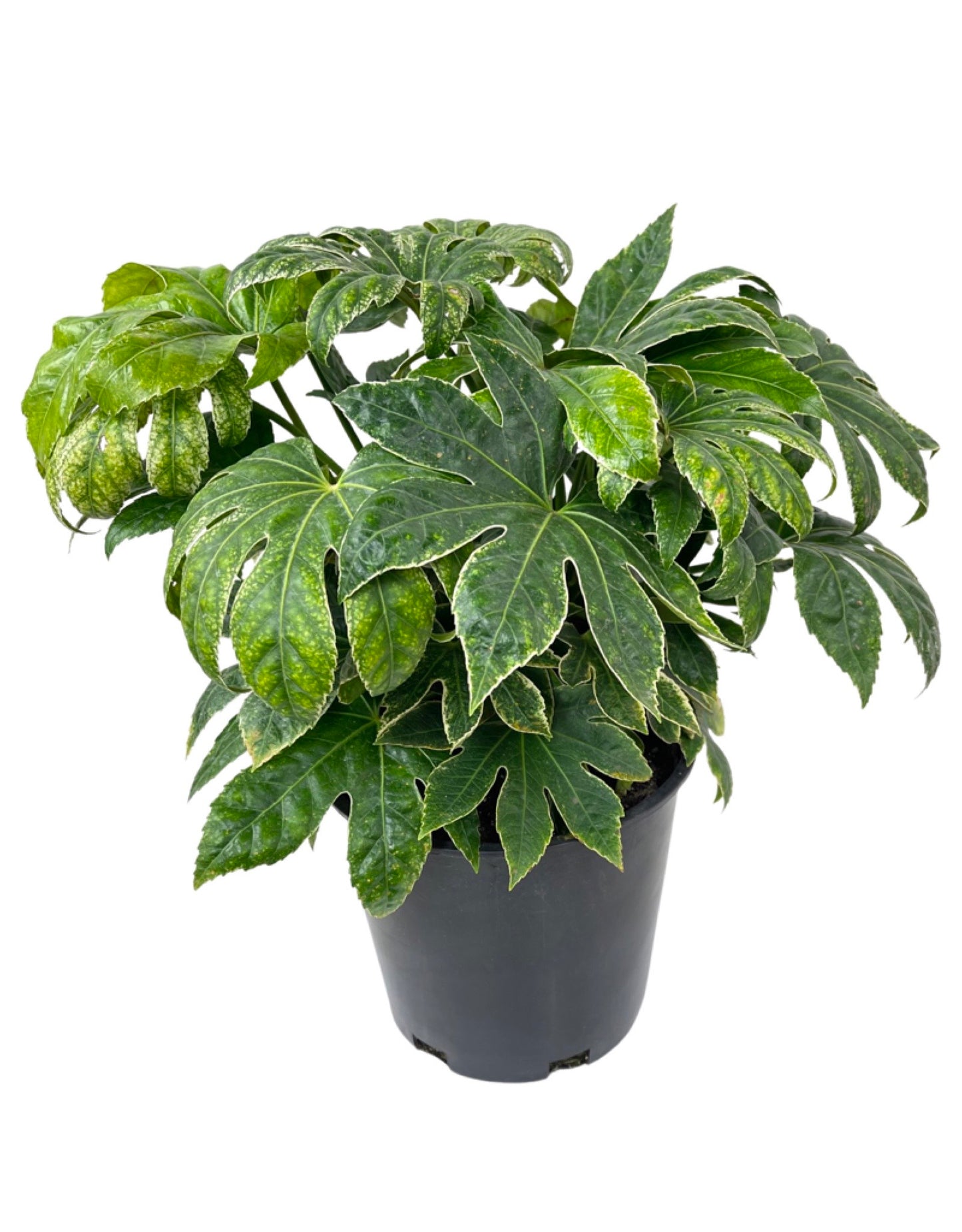 Fatsia japonica 'Spider's Web'