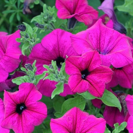 Petunia 'Surfinia Giant Purple'