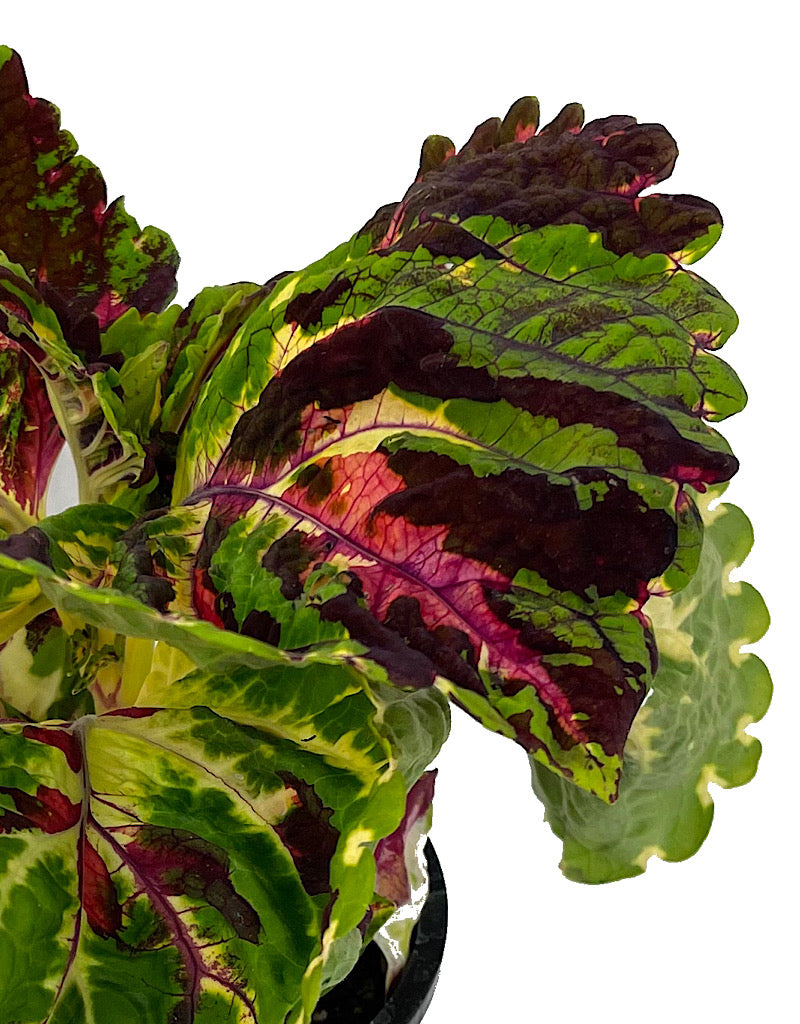 Coleus 'Kong Mosaic'