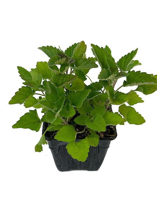 Catnip 4 Inch - The Garden Corner
