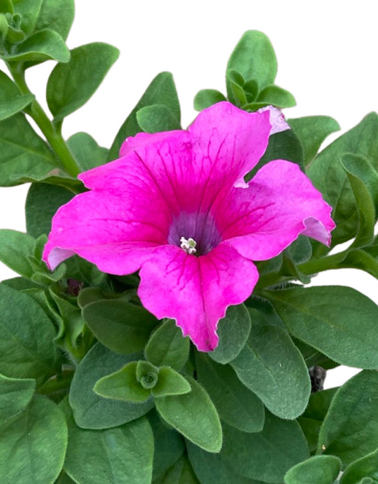 Petunia 'Supertunia Giant Pink' - The Garden Corner