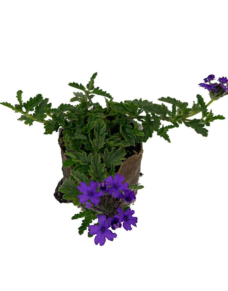 Verbena 'Endurascape Blue'