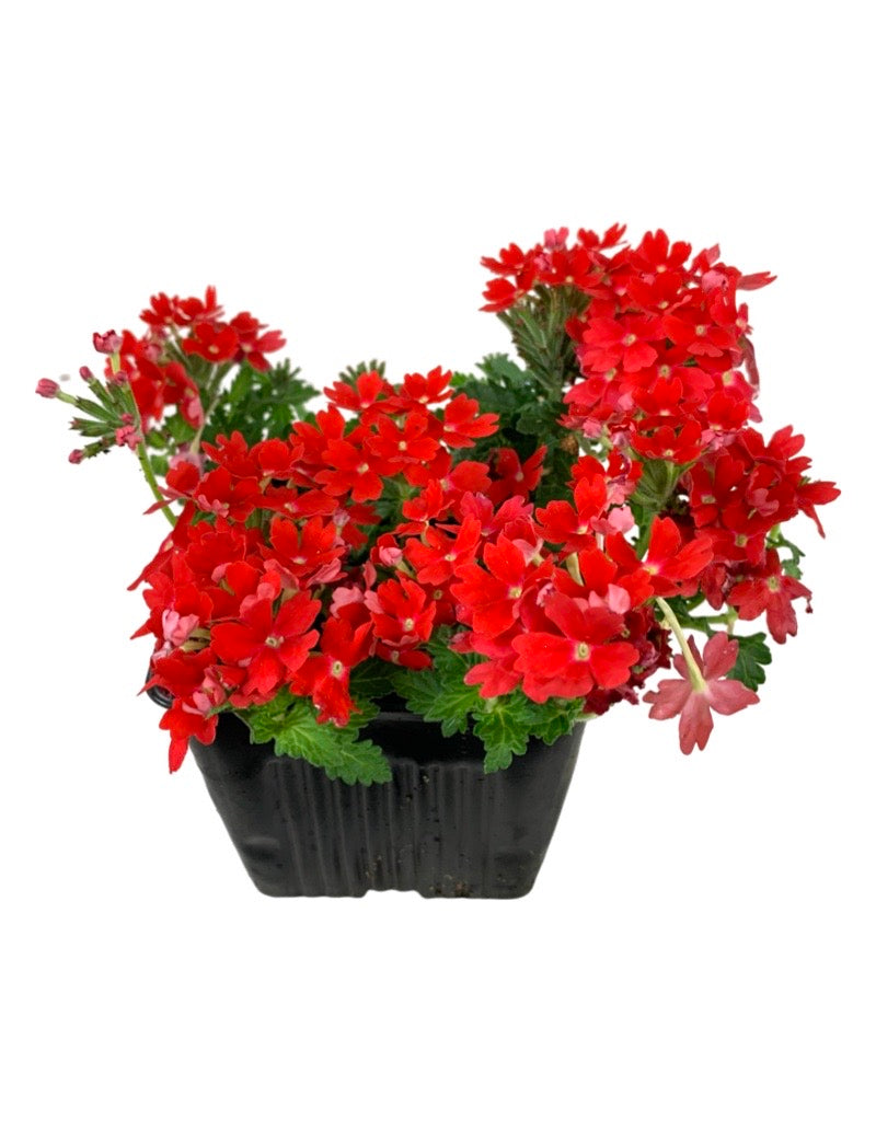 Verbena 'Lascar Orange Lava'