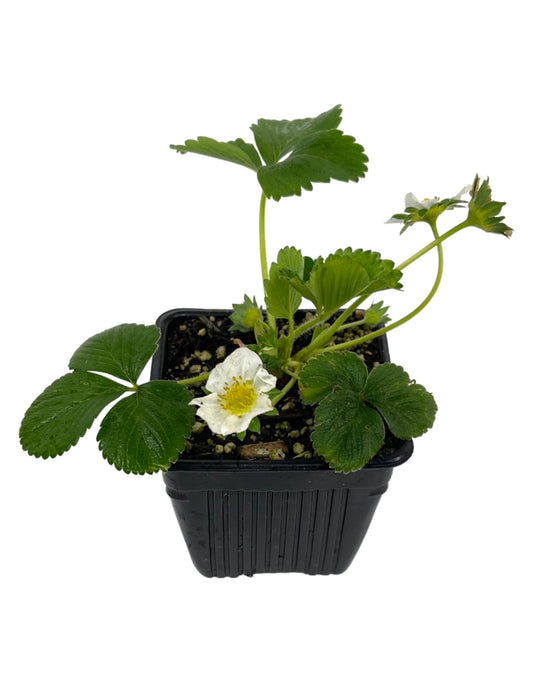Strawberry 'Seascape'