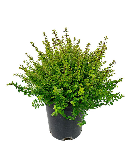 Lonicera nitida 'Twiggy' 1 Gallon