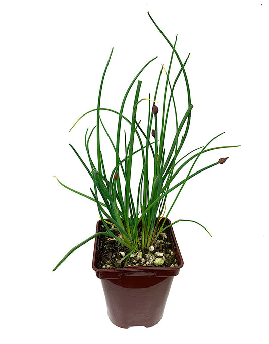 Chives