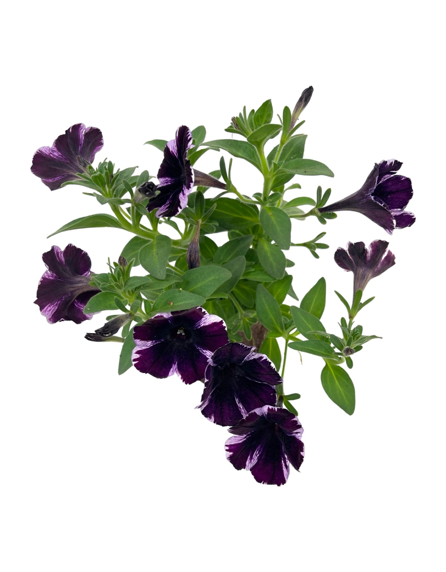 Petunia 'Sweetunia Miss Marvelous'