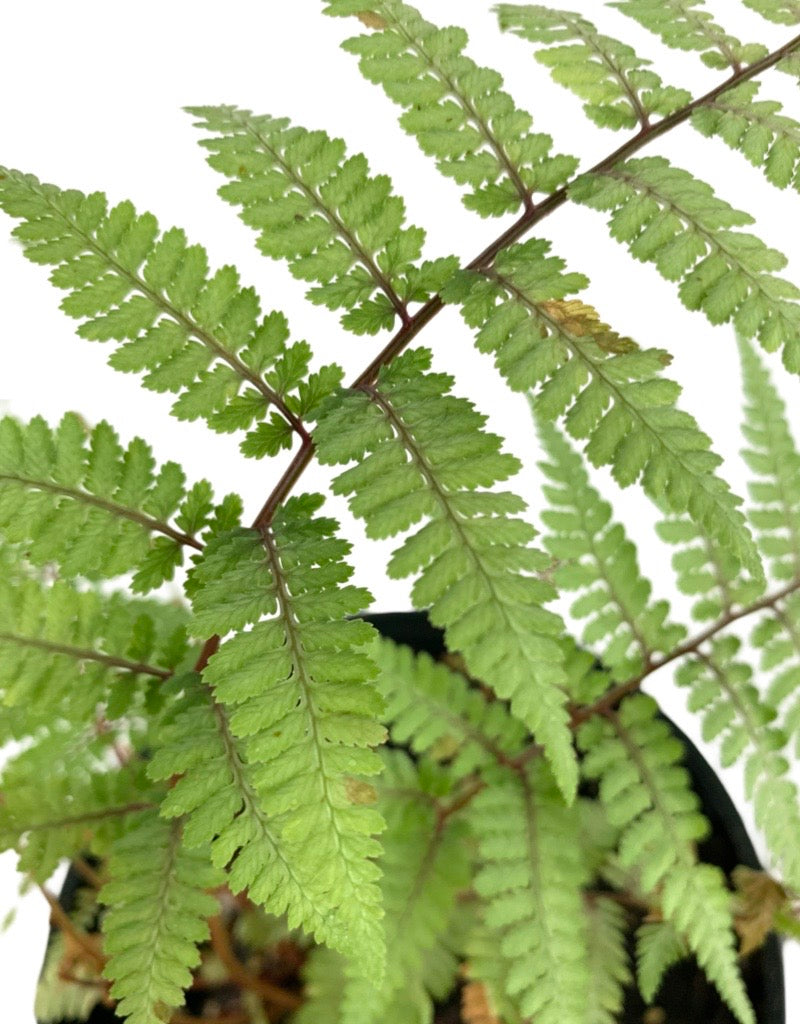 Athyrium 'Ghost'