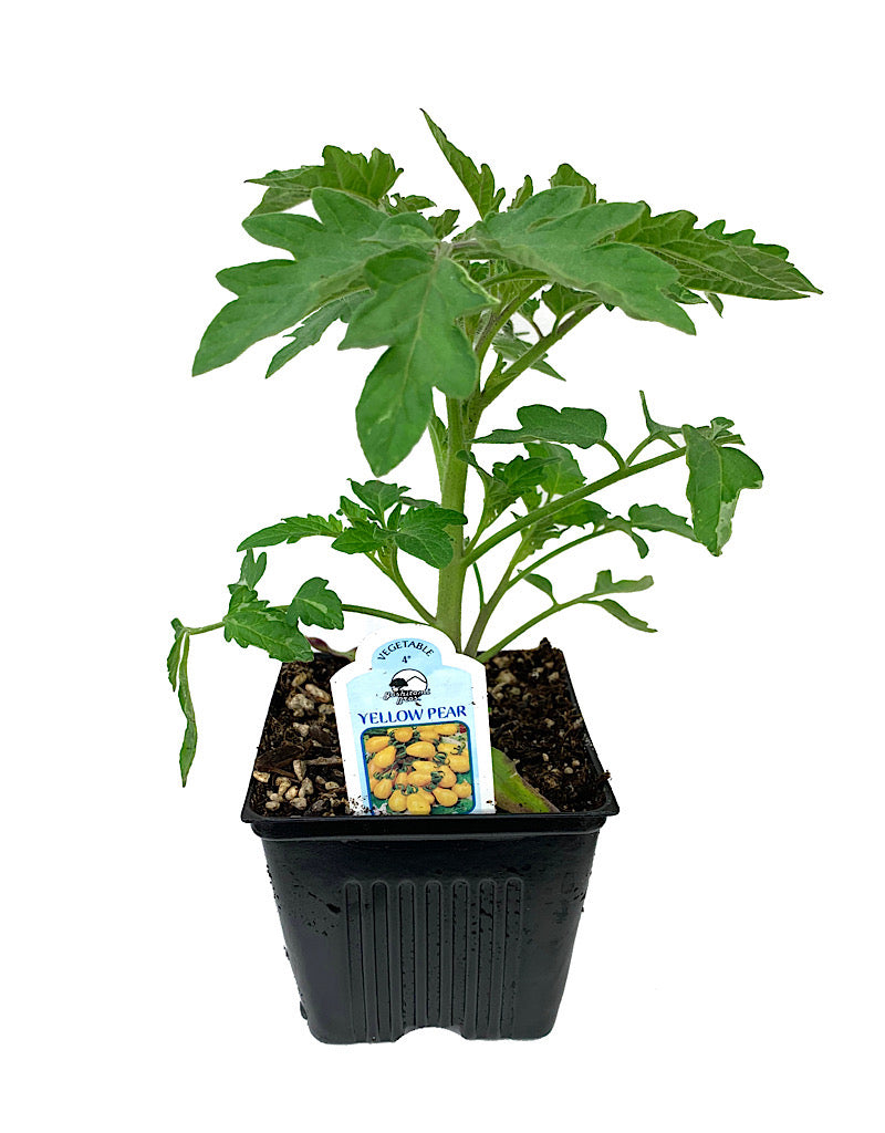 Tomato 'Yellow Pear'