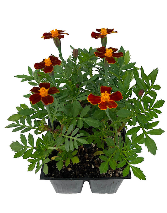 Marigold 'Disco Red' Jumbo Traypack