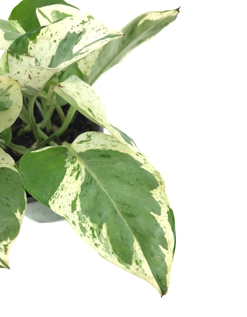 Epipremnum aureum 'Pearls and Jade' - House Plants