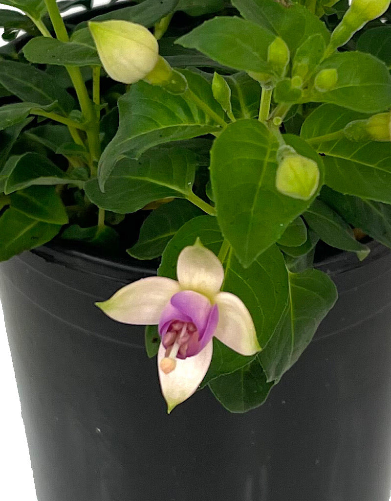 Fuchsia 'Erecta' 1 Gallon