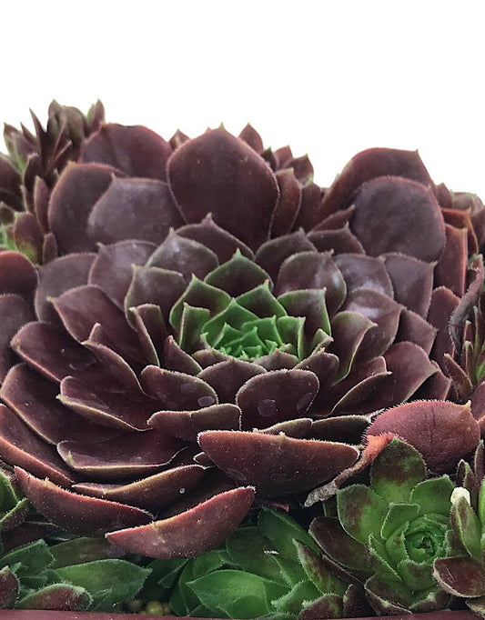 Sempervivum 'Rubikon' 4 inch - The Garden Corner