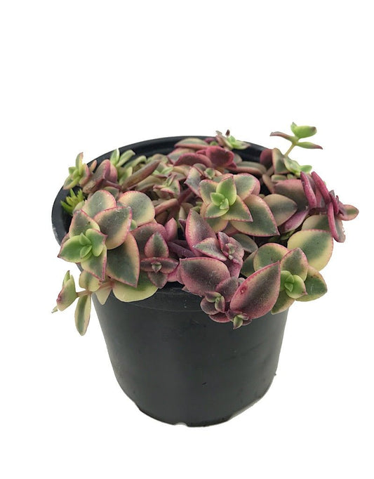 Crassula pellucida 'Variegata' 4 Inch - The Garden Corner