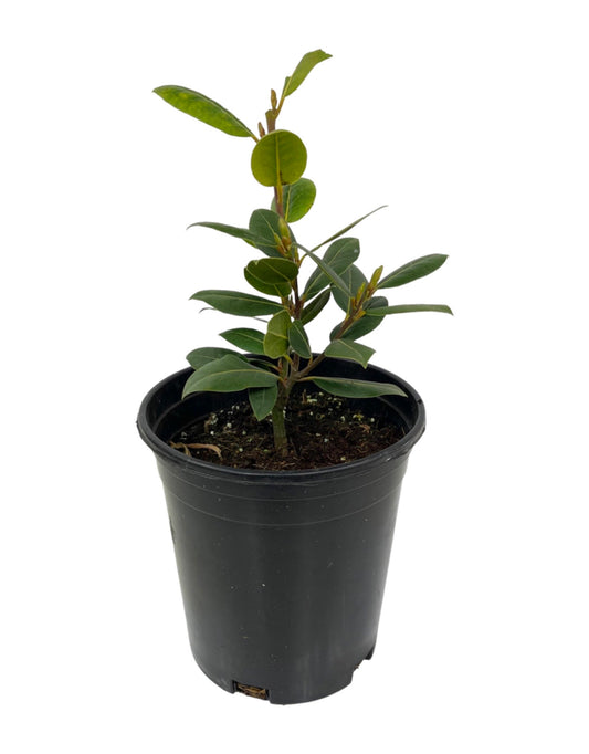 Laurus nobilis