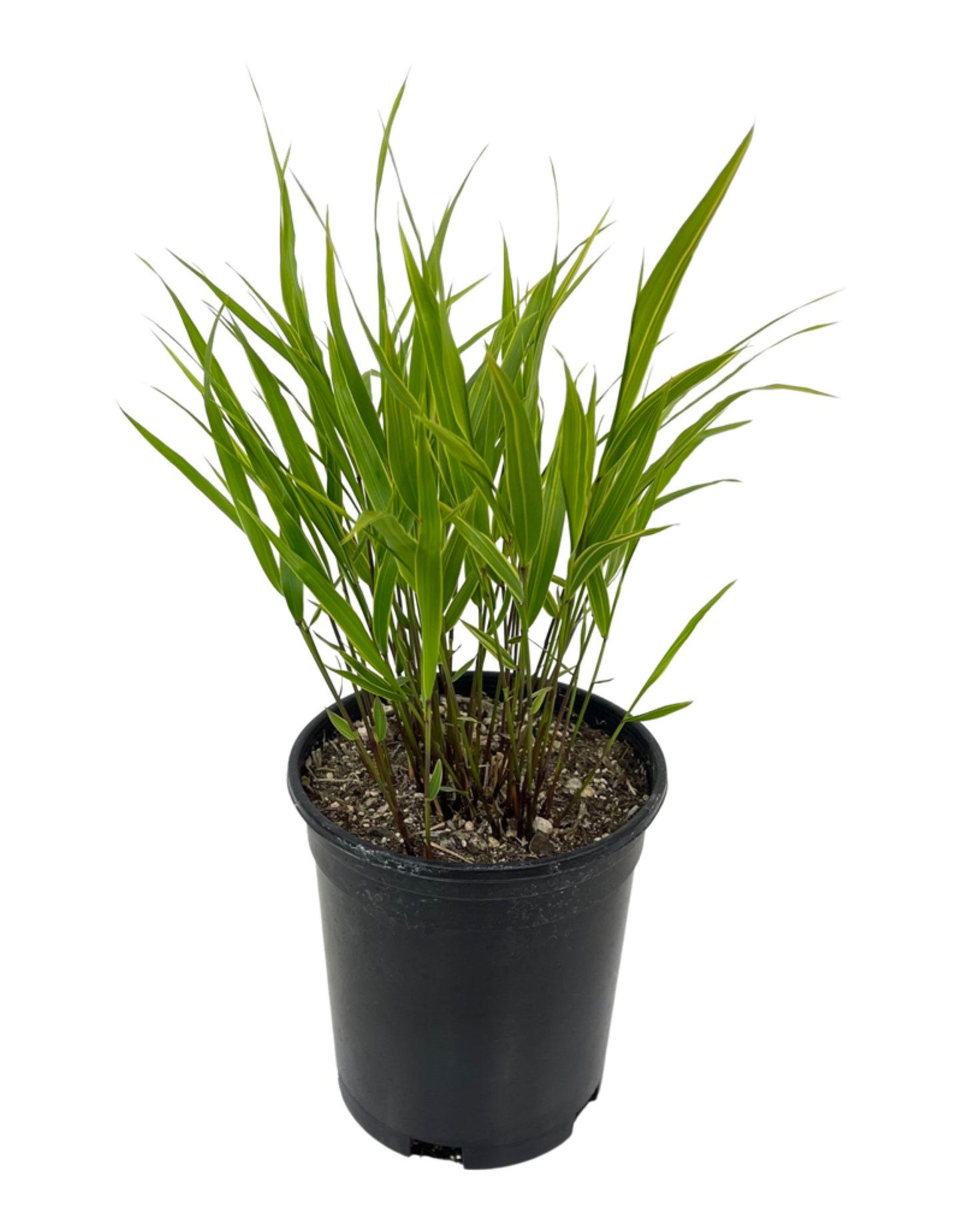 Hakonechloa macra 'Albo-striata'