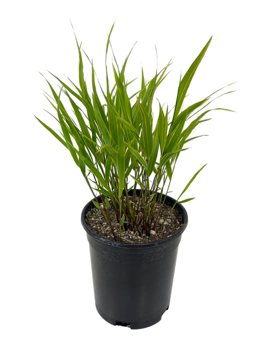 Hakonechloa macra 'Albo - striata' - The Garden Corner