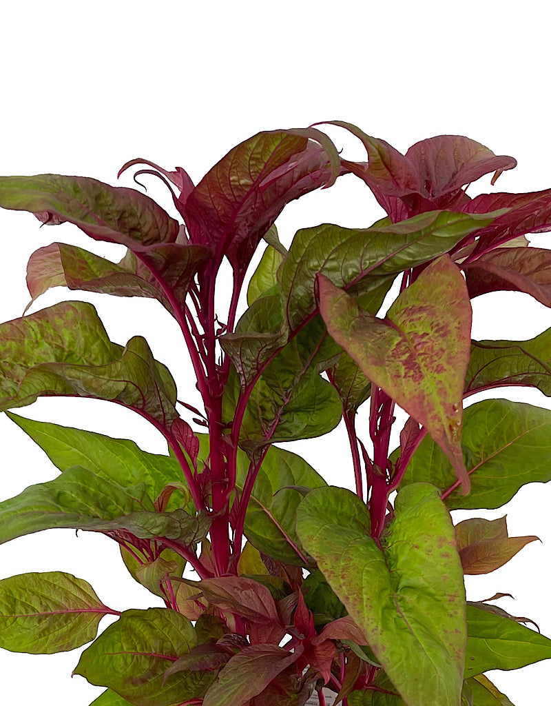 Celosia 'Dragon's Breath' 1 Gallon
