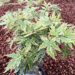 Acer p. 'Butterfly'  1 gal