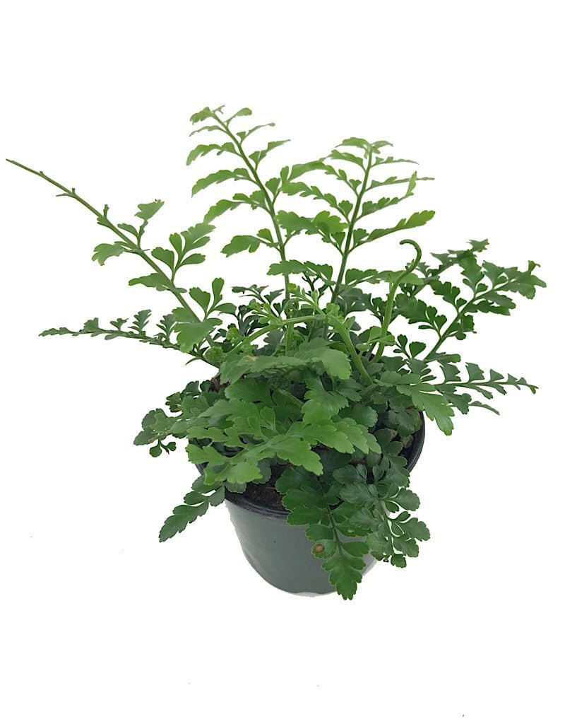 Asplenium 'Austral Gem' - House Plants