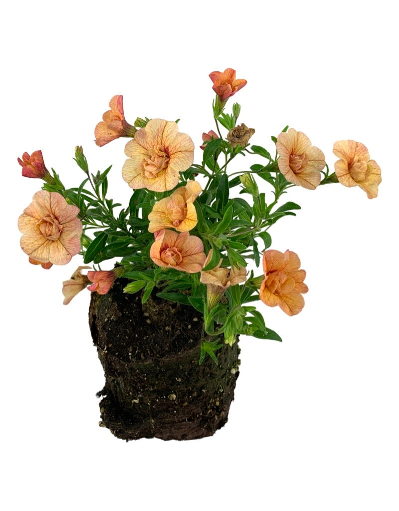 Calibrachoa 'Superbells Double Amber'