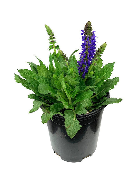 Salvia nemorosa 'April Night' 1 Gallon - The Garden Corner