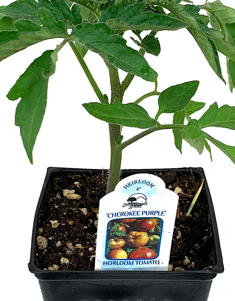 Tomato 'Cherokee Purple'  4 inch