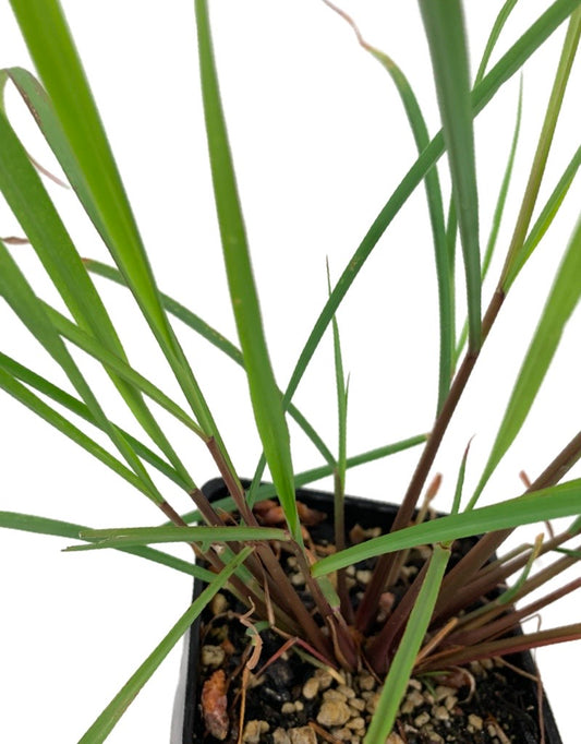 Cymbopogon citratus 'Lemongrass'